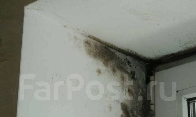 Удаление грибка плесени устранение запахов озоном во Владивостоке