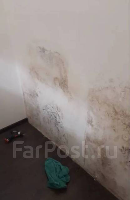 Удаление/ Обработка Плесени/ Дезинсекция во Владивостоке