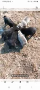 �����. ����
