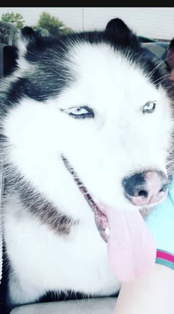 �����. ����