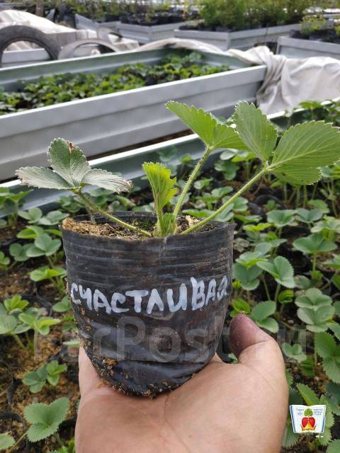 Рассада клубники, новый, в наличии. Цена: 200₽ во Владивостоке