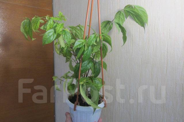 Тунбергия "Мантия короля" куст крупномер в горшке, в наличии. Цена: 500 ...