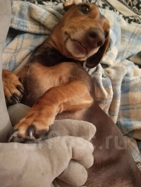 �����. ����