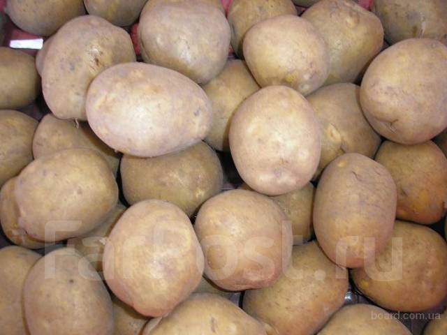 Продам домашний картофель, в наличии. Цена: 25₽ в Уссурийске