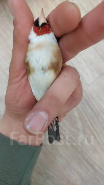 �����. ����