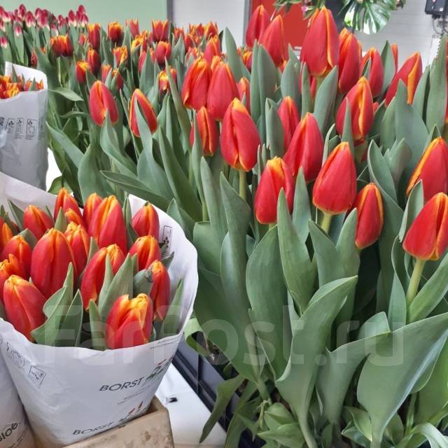 Tulips for the Womensday 8 March 2022