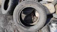 Bridgestone Winter Radial WT-17. ������, ��� �����, �/�, ����� 50 % ����