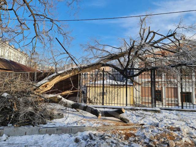 Фото спиленных деревьев