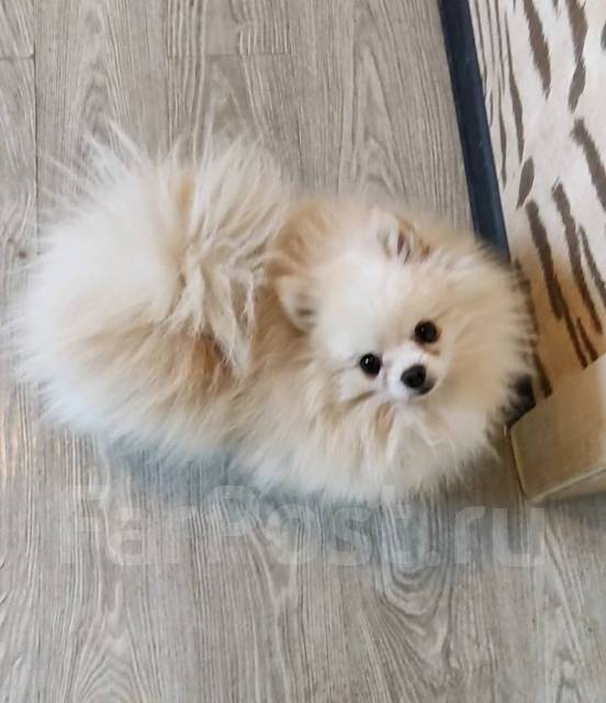 Шпиц вязка в Уссурийске