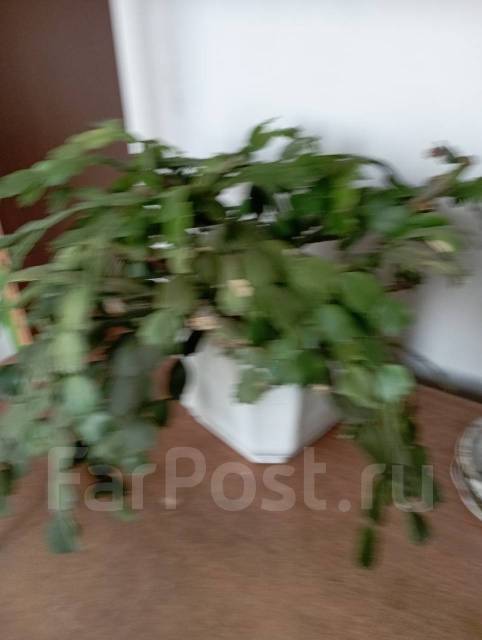 Рождественик цветок во Владивостоке