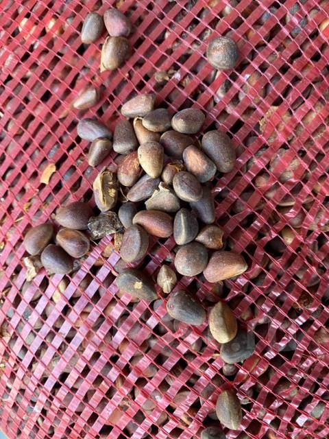 Скорлупа ореха в мешках 60 литров, новый, в наличии. Цена: 700₽ в Находке