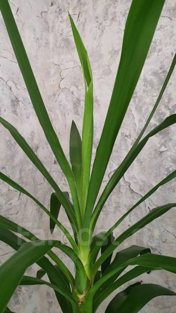 Пальма юкка, в наличии. Цена: 5 000₽ во Владивостоке