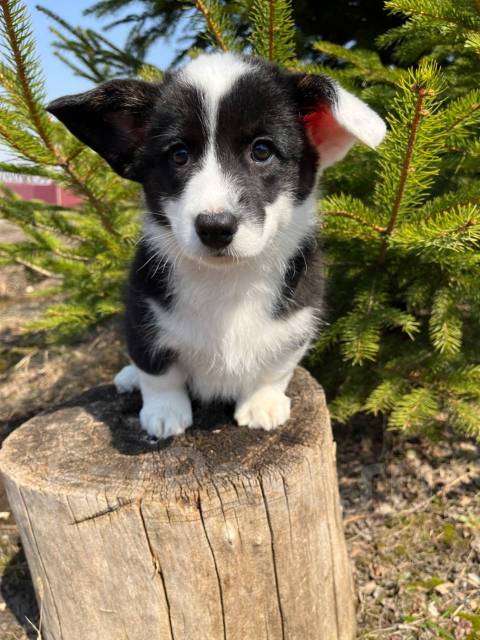 Вельш корги кардиган, замечательная девочка, в наличии. Цена: 35 000 ...