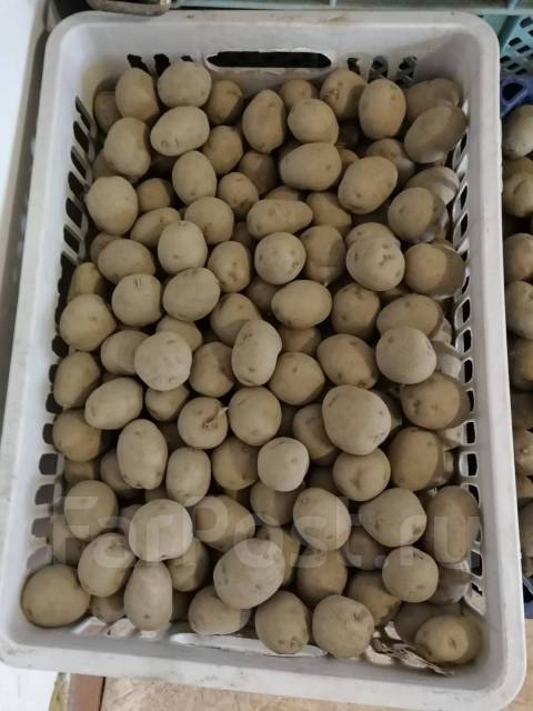 Продам картофель семенной домашний 25р. 1кг, в наличии. Цена: 25₽ в ...