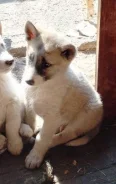 �����. ����