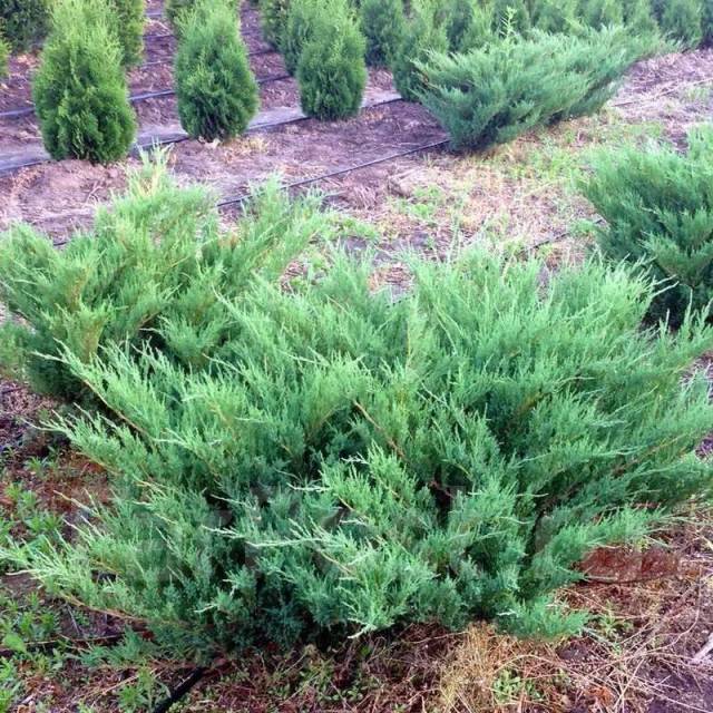 Можжевельник казацкий Мас: купить в Москве саженцы Juniperus sabina Mas в питомн