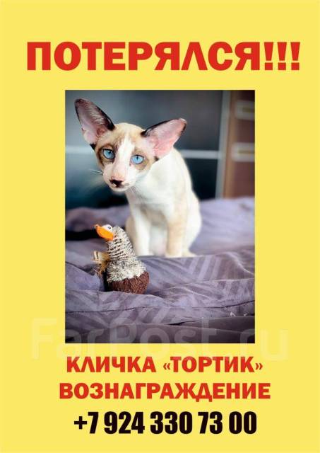 Пропал кот. Кто найдет вознаграждение гарантирую во Владивостоке