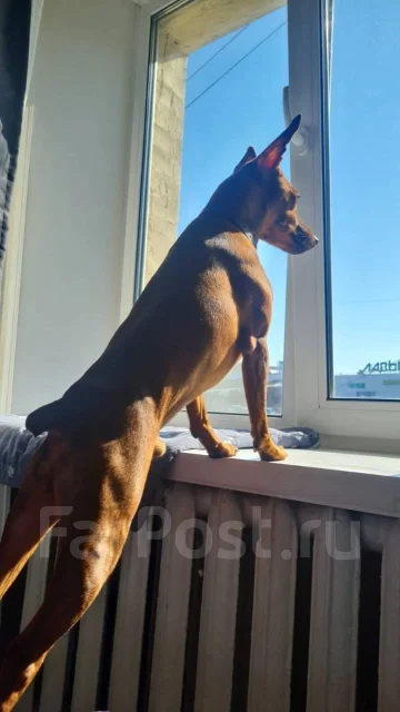 �����������. ����
