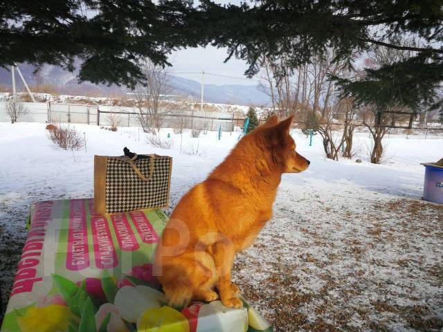 Карело-финская лайка, в наличии. Цена: 10 000₽ во Владивостоке