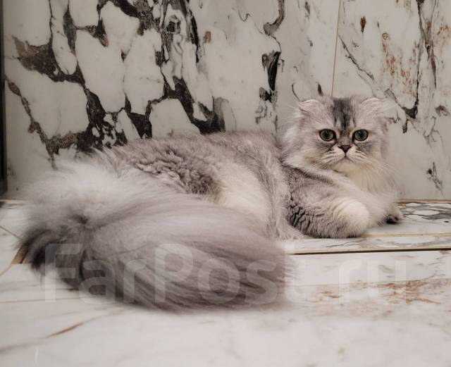 Продам шотландскую кошечку, под заказ. Цена: 10 000₽ во Владивостоке