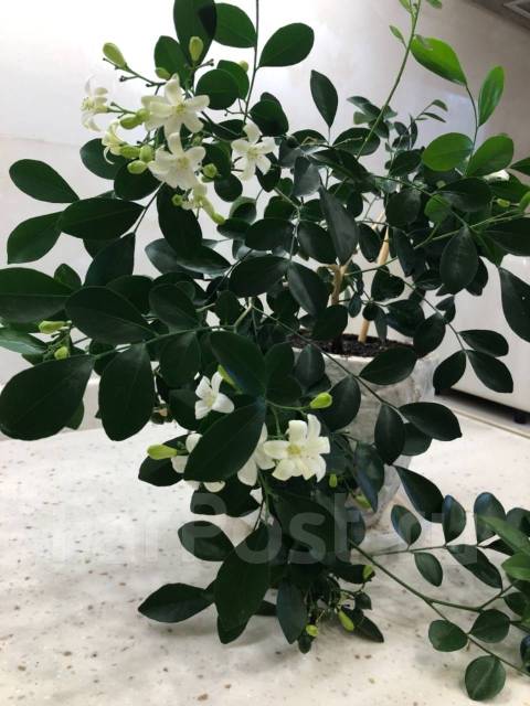 Жасмин полиантум / Jasminum polyanthum