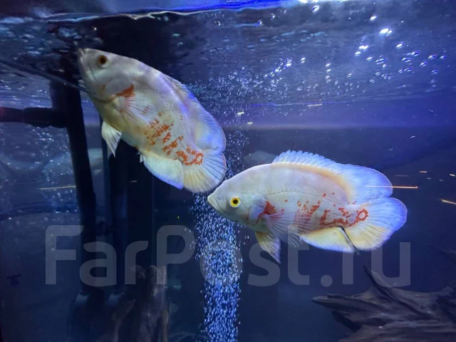 Астронотус альбинос, в наличии. Цена: 1 000₽ во Владивостоке