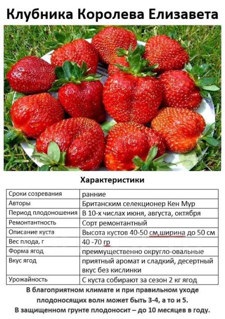Клубника елизавета описание отзывы фото Королева елизавета клубника схема посадки