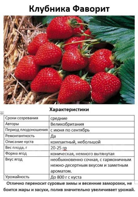Клубника фаворит описание сорта фото Клубника Фаворит рассада, новый, в наличии. Цена: 149 ₽ в Хабаровске
