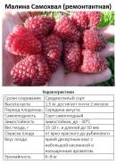 Купить семена, саженцы, растения в Хабаровске | Фарпост