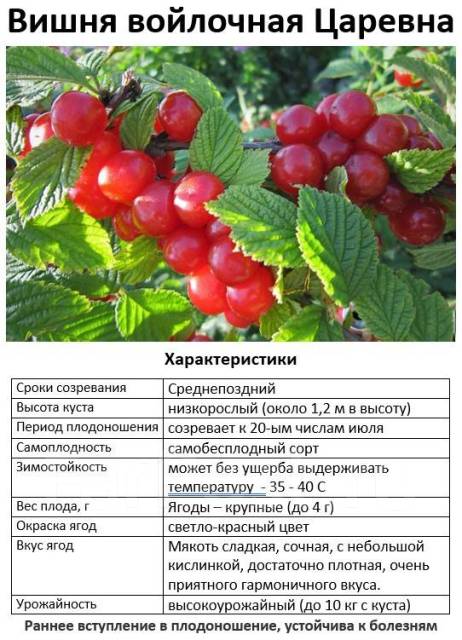 Вишня царевна описание сорта фото отзывы Вишня царевна описание сорта фото - Arhids.ru