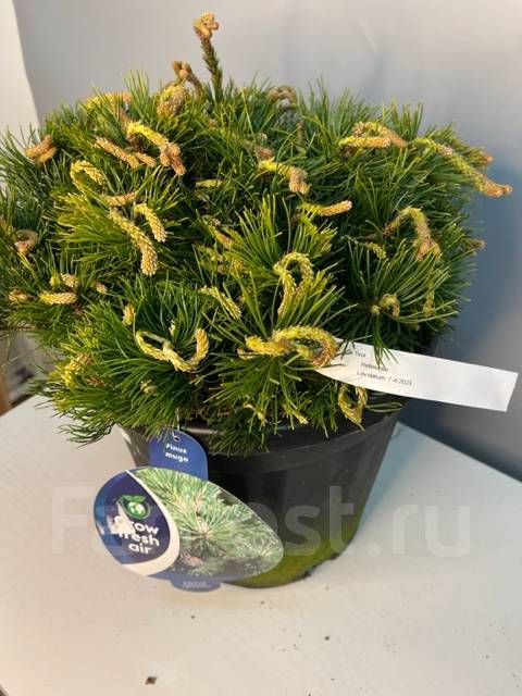 Сосна горная муго, новый, в наличии. Цена: 11 000₽ во Владивостоке