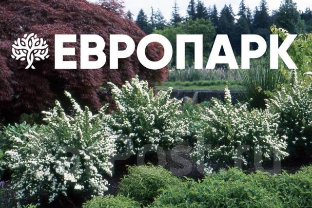 Спирея ниппонская «Сноумаунд», новый, в наличии. Цена: 950₽ во Владивостоке