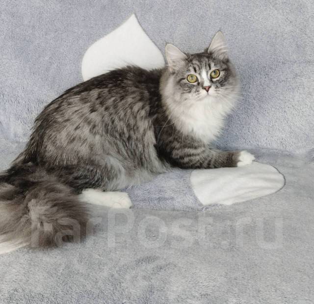 Сибирский кот, в наличии в Находке