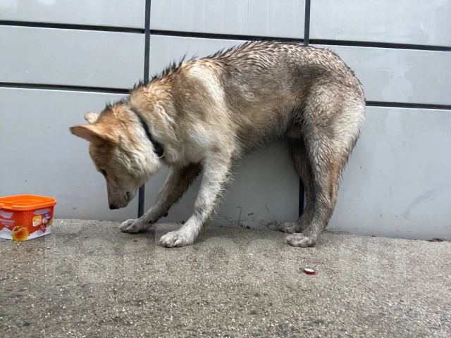 �����. ����