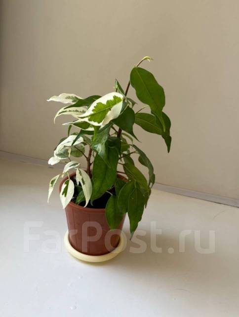 Фикус Старлайт, в наличии. Цена: 400₽ во Владивостоке