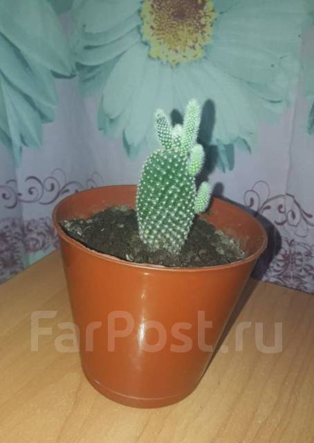 Кактус Опунция мелковолосистая, детка, в наличии. Цена: 350₽ во ...