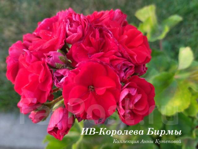 Пеларгония Аллегриас