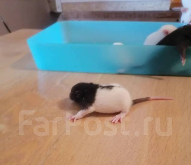 Крысы декоративные, в наличии. Цена: 250₽ во Владивостоке