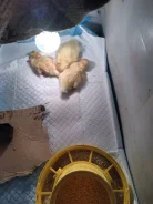 ����. ����