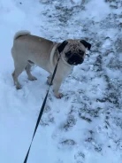 ����. ����