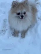 ����. ����