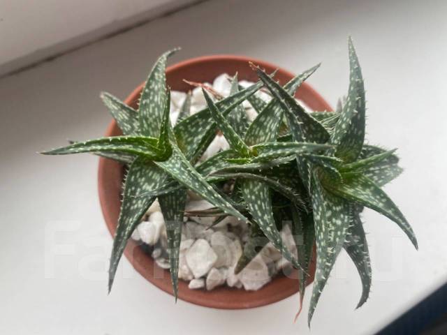 Алое растение, в наличии. Цена: 550₽ во Владивостоке