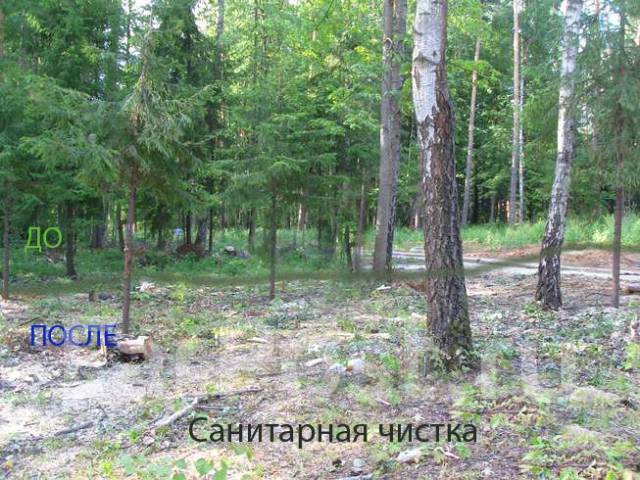 Спил, пилка деревьев, валка леса, раскорчуем и вывезем пни в Артеме