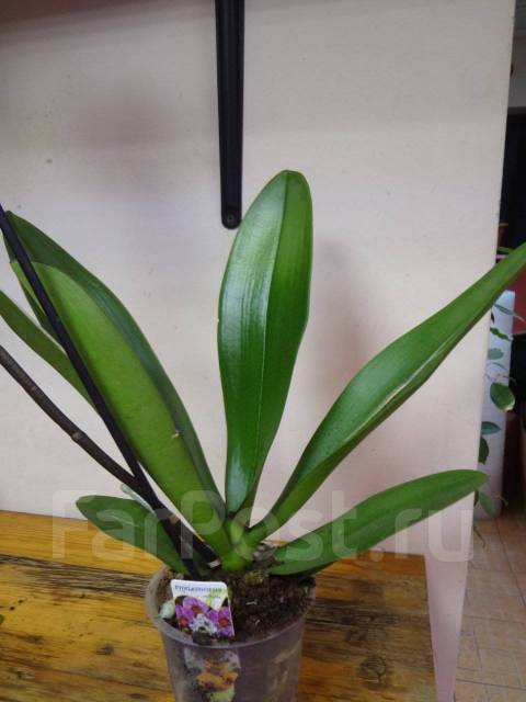 Орхидея фаленопсис Вашингтон, в наличии. Цена: 2 600₽ во Владивостоке