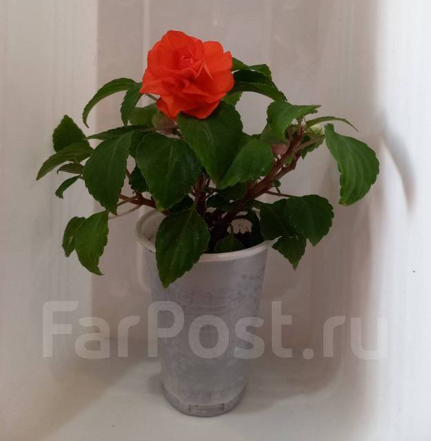 Бальзамин махровый, в наличии. Цена: 250₽ во Владивостоке