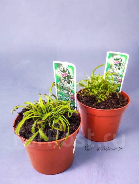 Росянка (Drosera)