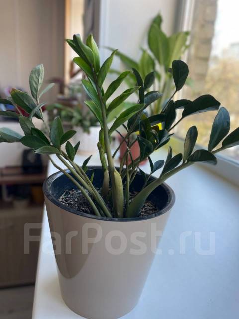 Замиокулькас (долларовое дерево), в наличии. Цена: 1 500₽ во Владивостоке