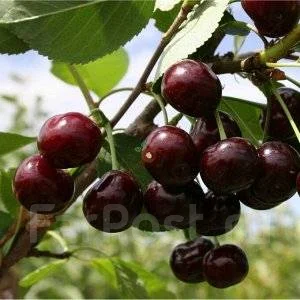 Преимущества и недостатки для садоводов