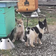�����. ����