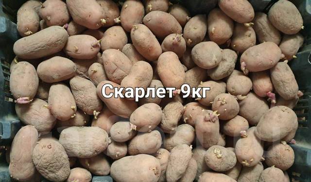 Продам Семенной Сортовой Картофель50р. кг! 6 сортов! Всего 50 кг, новый ...